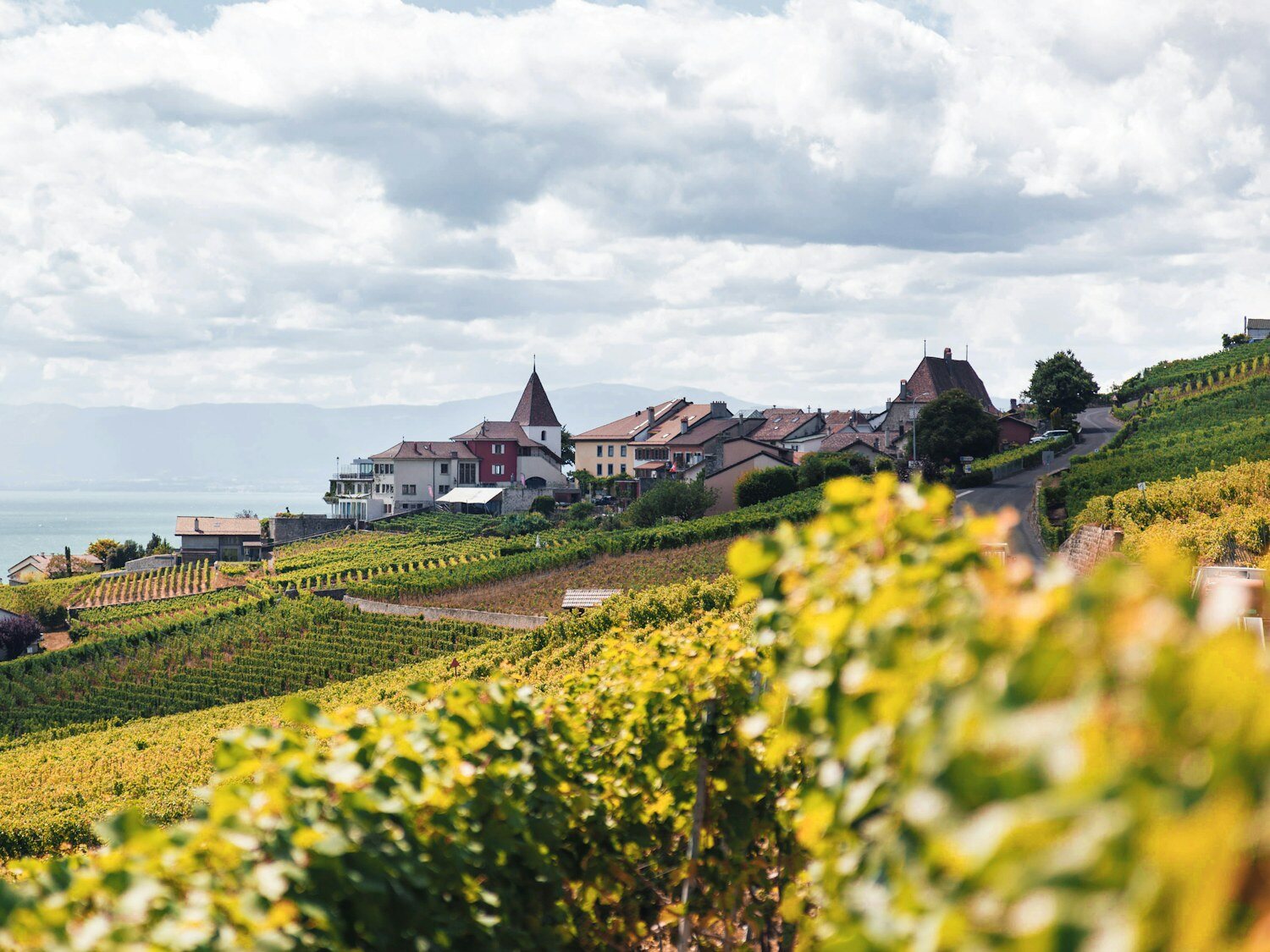 Vignobles en terrasses de Lavaux surplombant le lac Léman, canton de Vaud